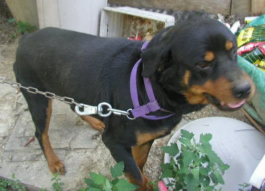 mydogtank.jpg
