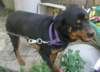 mydogtank_small.jpg